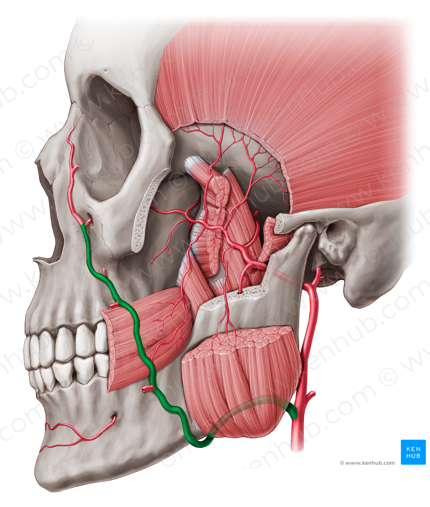 Facial artery (#1236)