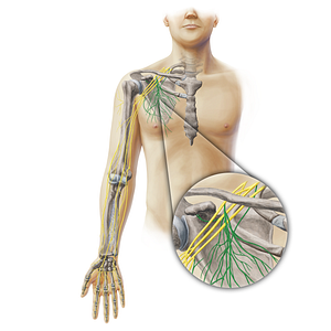 Subscapular nerves (#19367)