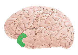 Brodmann area 38 (#18046)