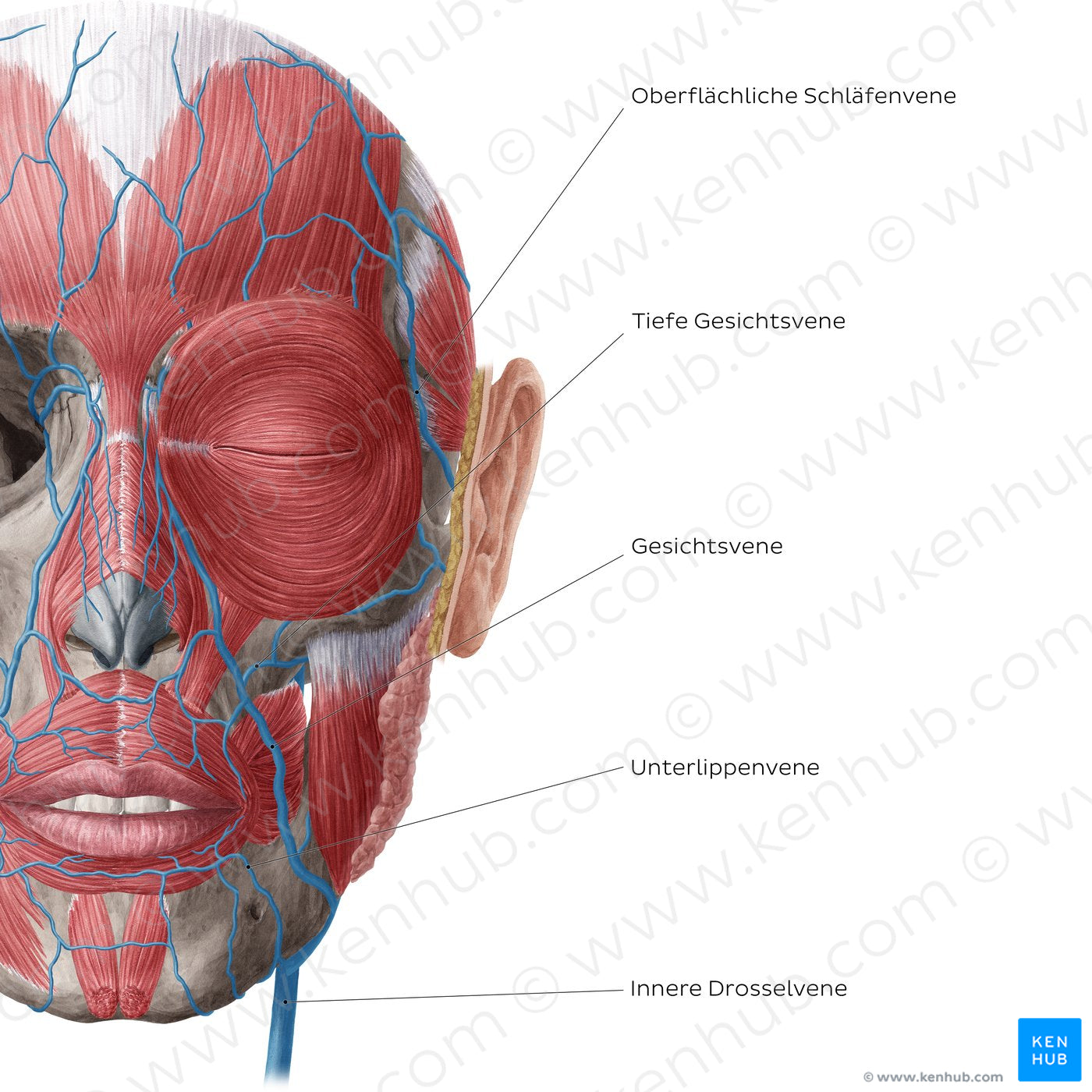 Veins of face and scalp (Anterior view: superficial) (German)