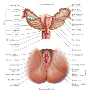 Female reproductive system (Portuguese)