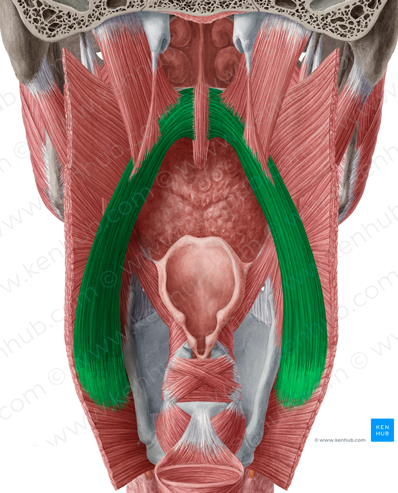 Palatopharyngeus muscle (#5703)