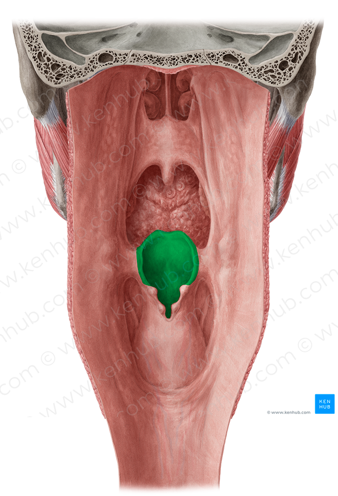 Epiglottis (#3411)
