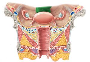 Rectum (#8881)