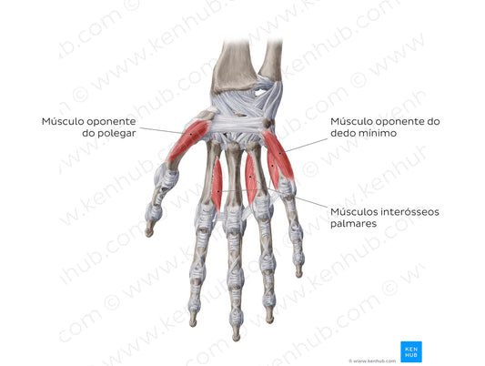 Muscles of the hand: deepest muscles (Portuguese)