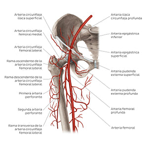 Femoral artery and its branches (Spanish)