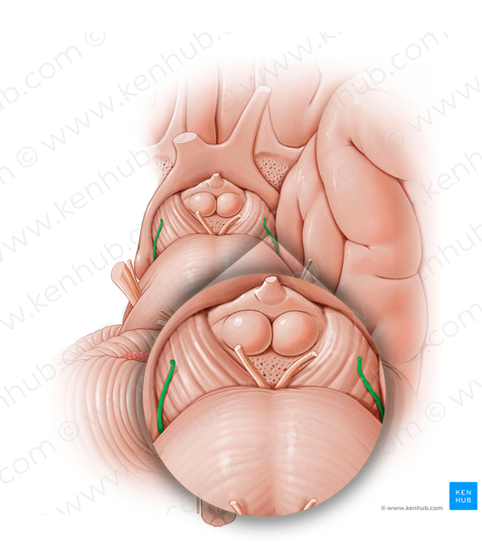 Trochlear nerve (#12795)