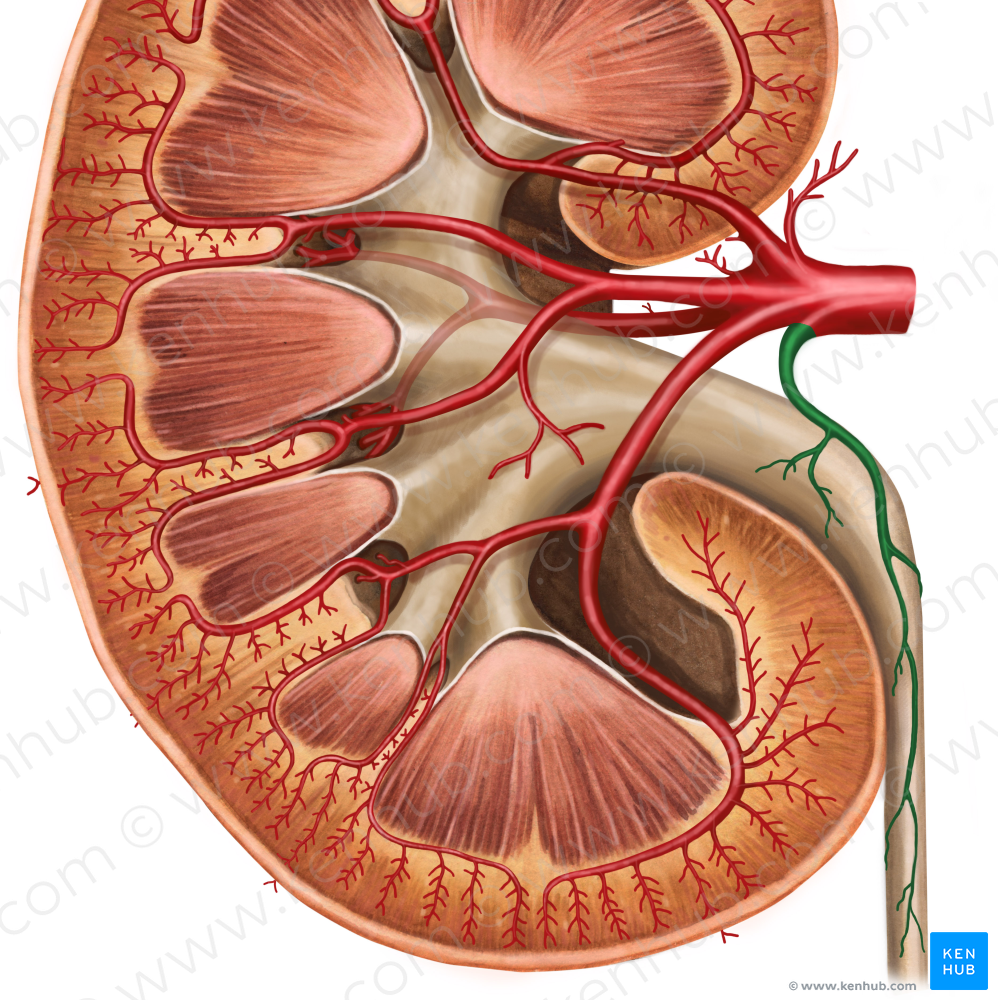 Ureteric branch of renal artery (#8829)