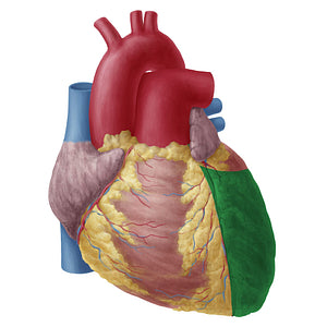 Left ventricle of heart (#19741)