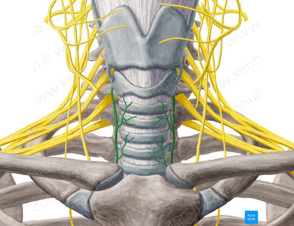 Recurrent laryngeal nerve (#6505)