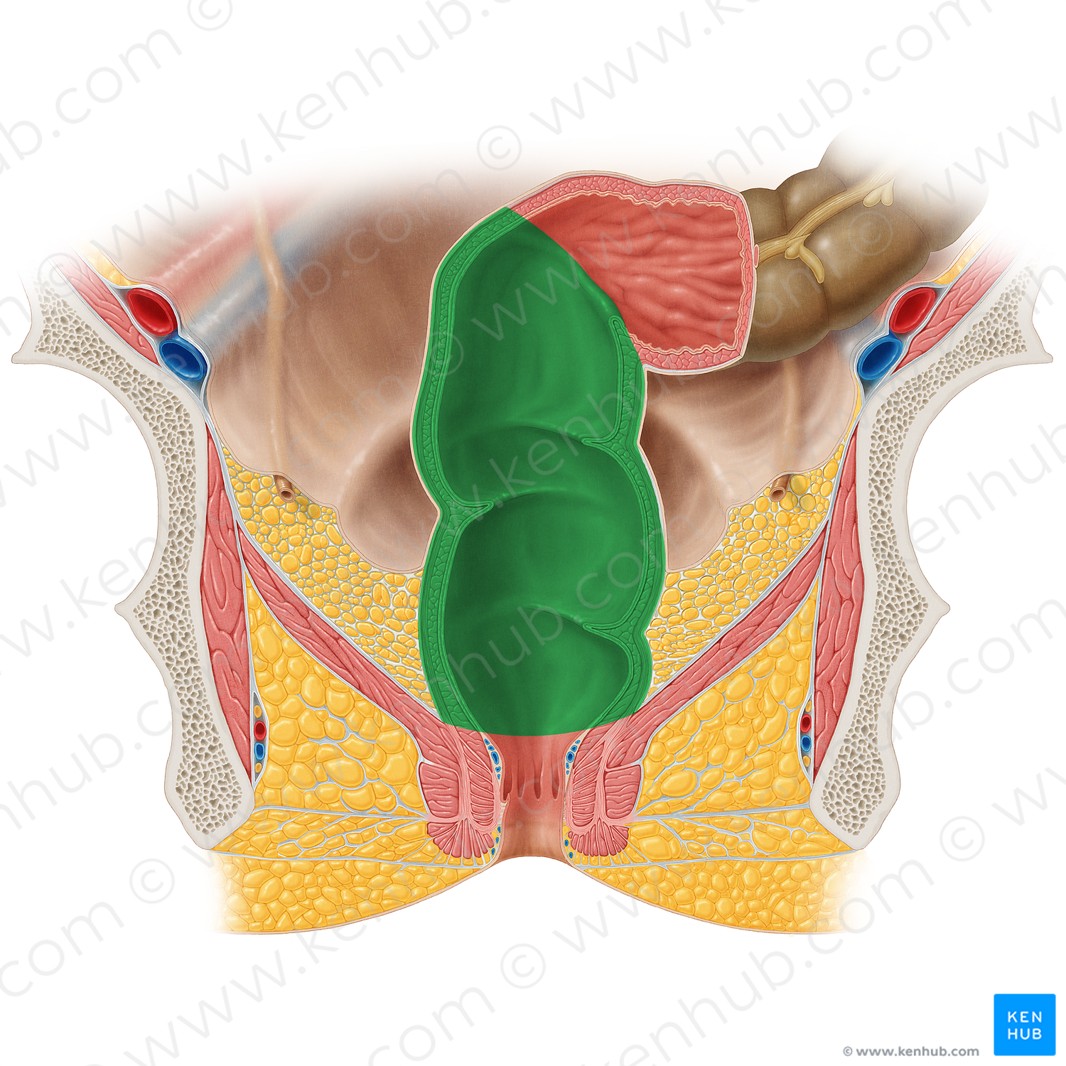 Rectum (#8869)