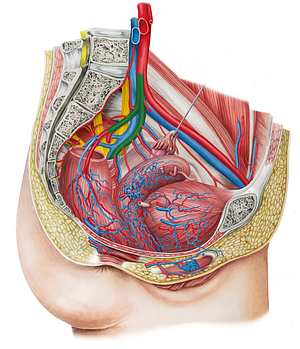 Left internal iliac artery (#1434)