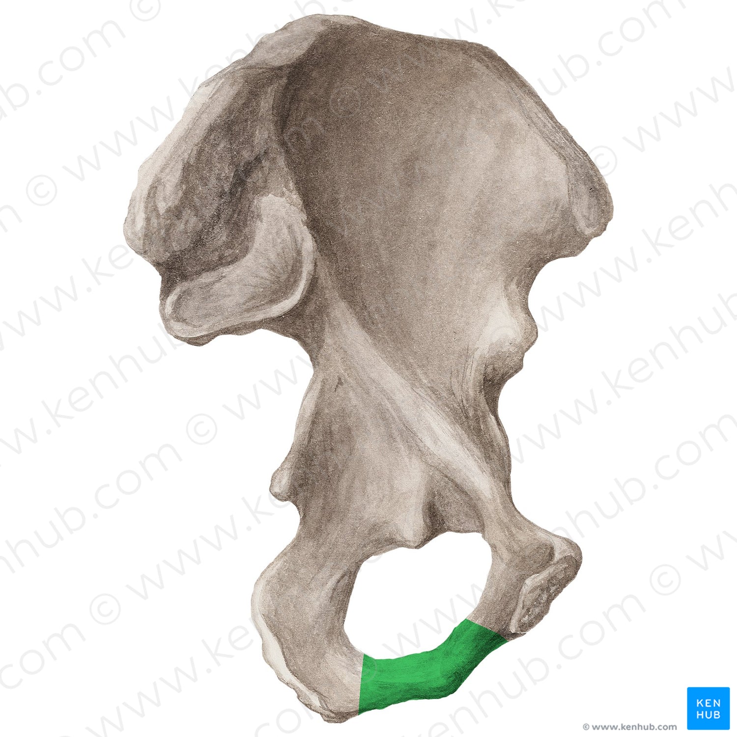Ischiopubic ramus of hip bone (#20302)