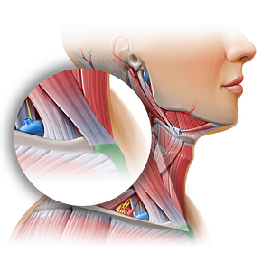 Manubrium of sternum (#11155)