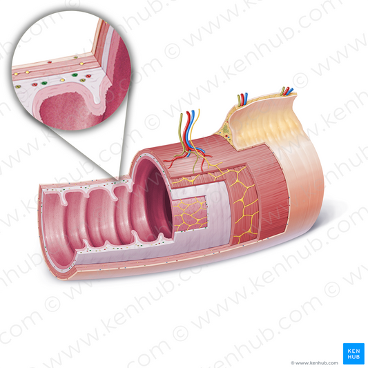 Submucosal vein (#21852)