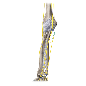Muscular branches of ulnar nerve (#20422)