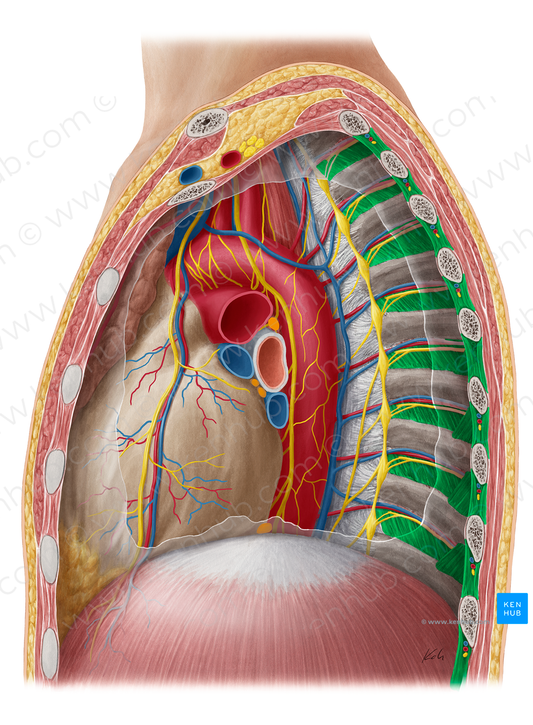 Intercostal muscles (#5117)