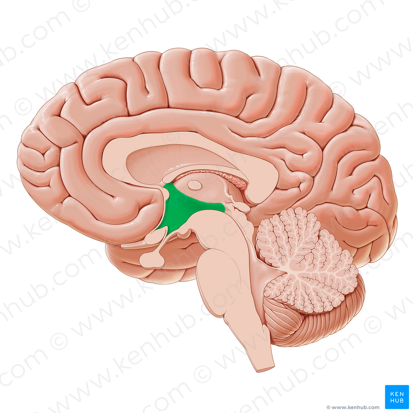 Hypothalamus (#21239)