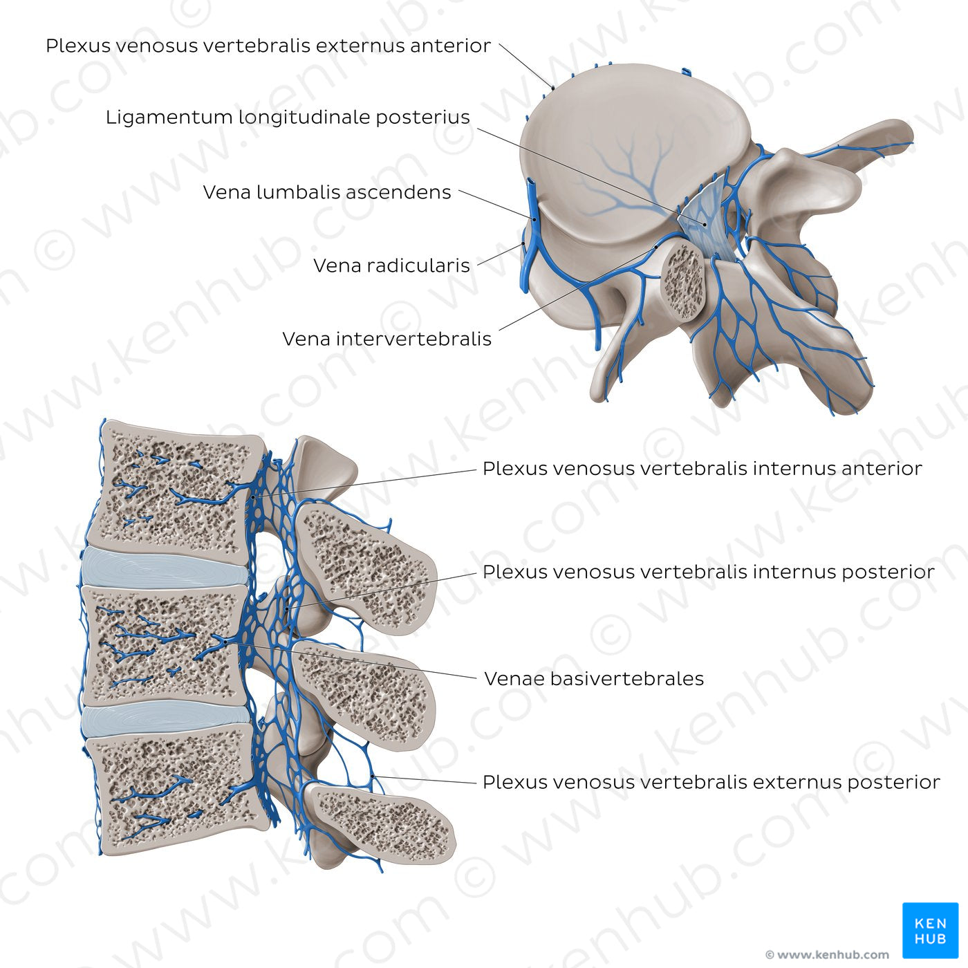 Veins of the vertebral column (Latin)