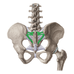 Posterior sacroiliac ligament (#21505)