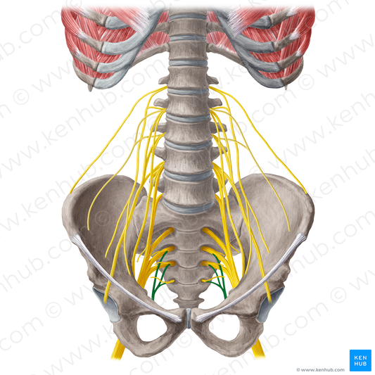 Pudendal nerve (#21572)