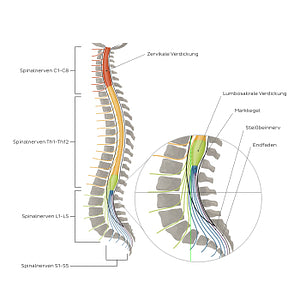Vertebral column and spinal nerves (German)