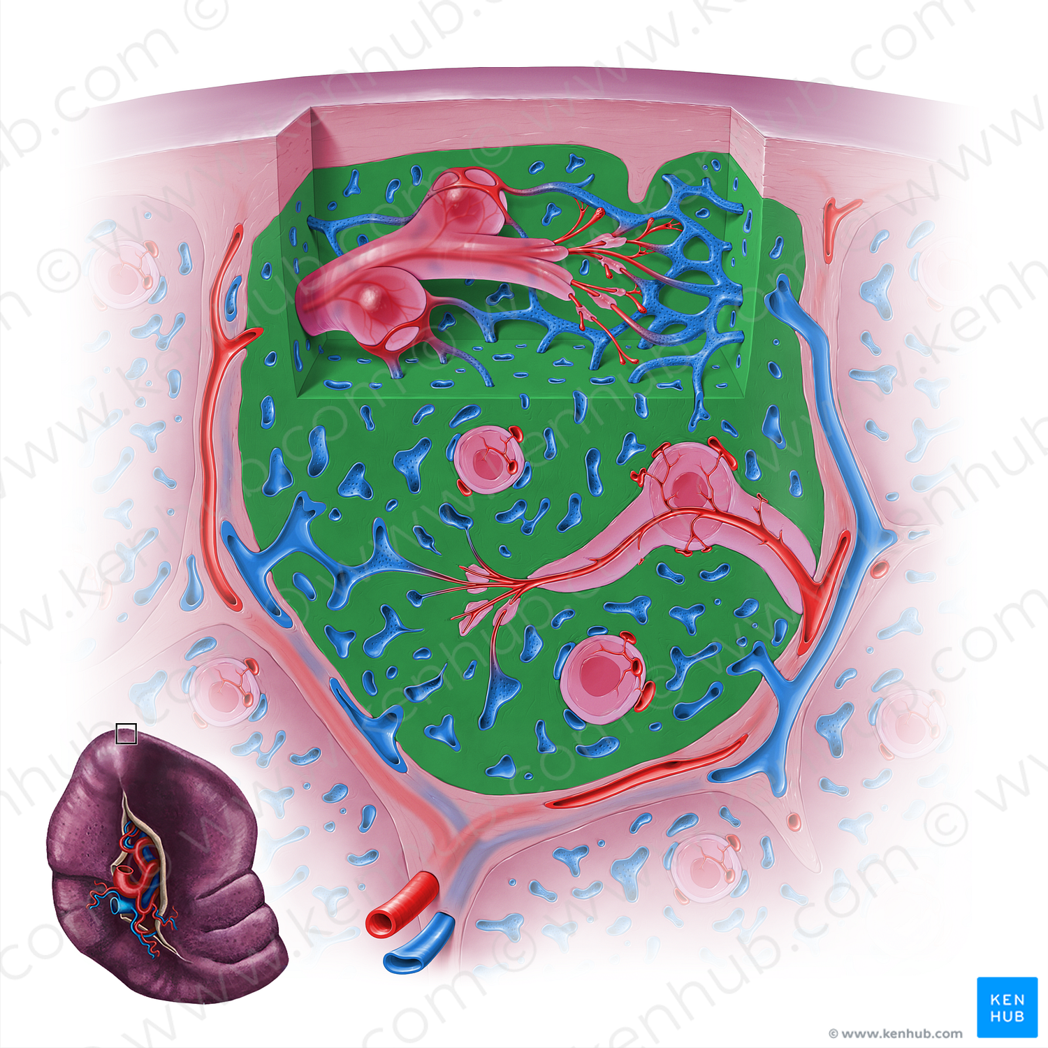 Splenic cords (#18140)