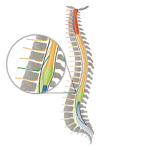 Spinal nerve T11 (#16157)