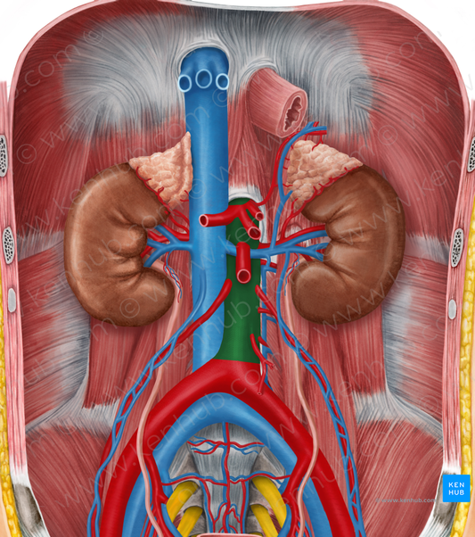 Abdominal aorta (#695)