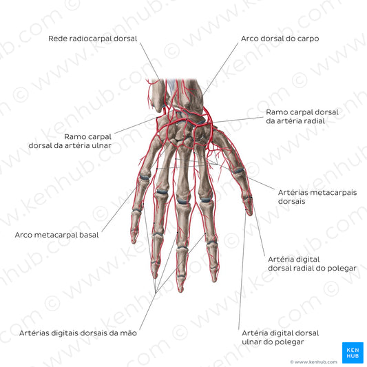 Arteries of the hand: Dorsal view (Portuguese)