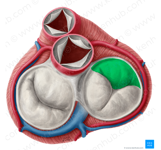 Superior leaflet of right atrioventricular valve (#3182)