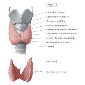 Thyroid and parathyroid glands (Portuguese)
