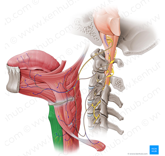 Sternohyoid muscle (#6016)