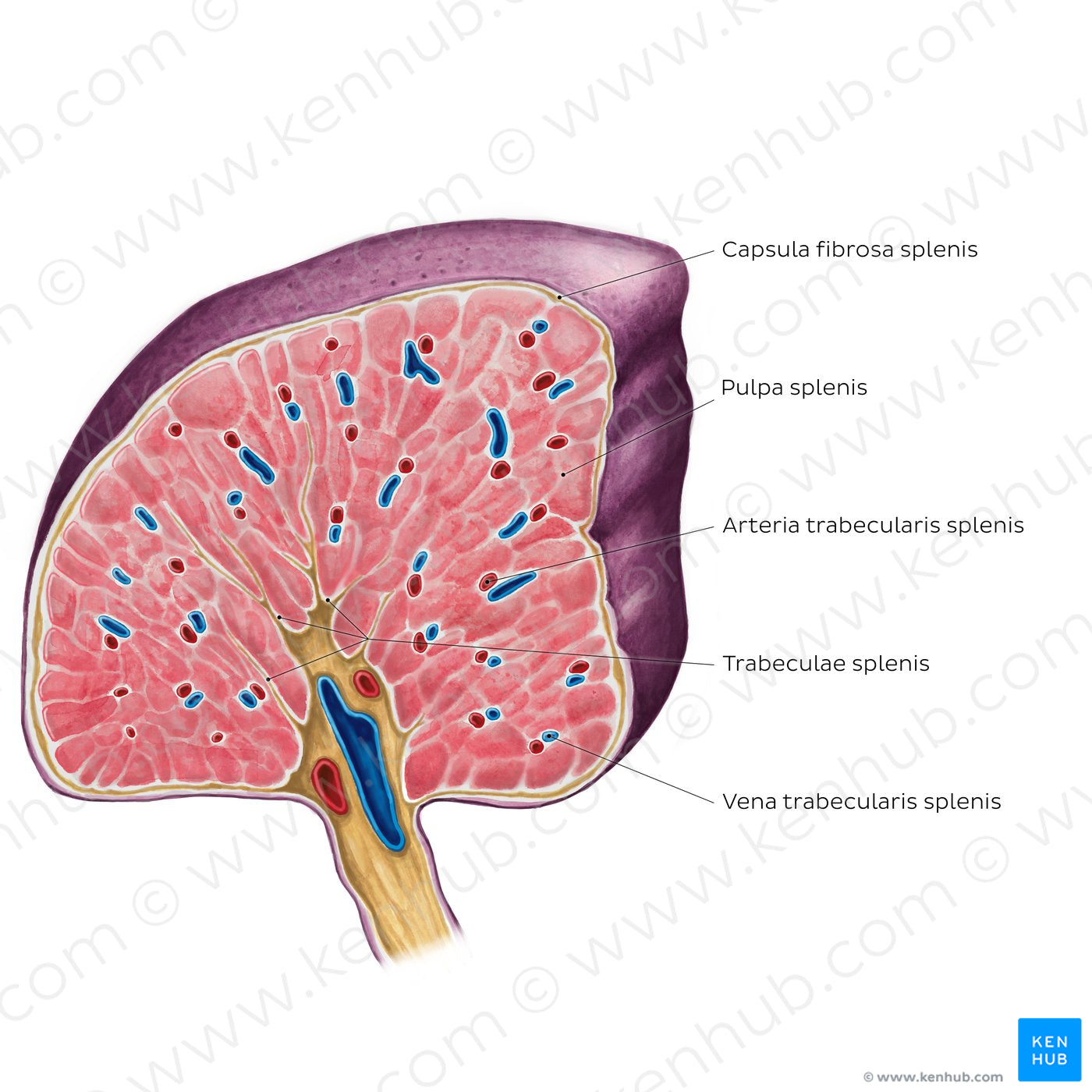 Cross section of the spleen (Latin)