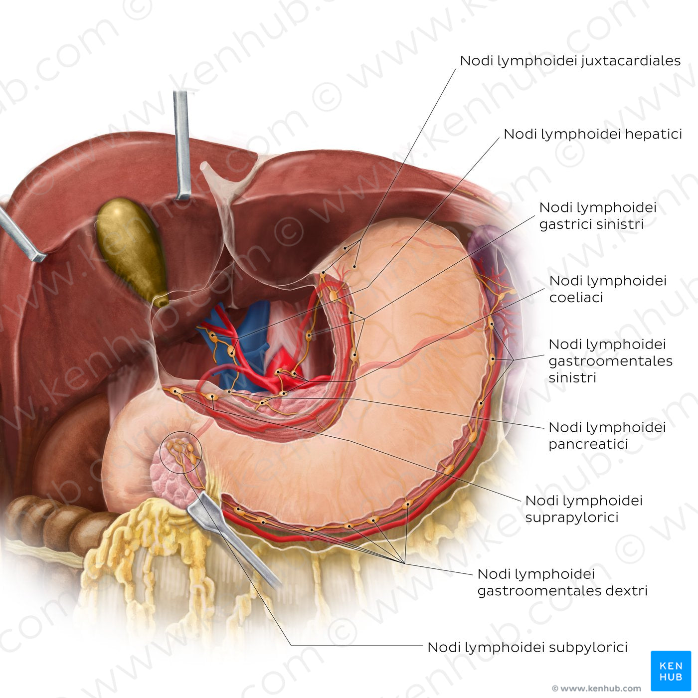 Lymphatics of the stomach and liver (Latin)