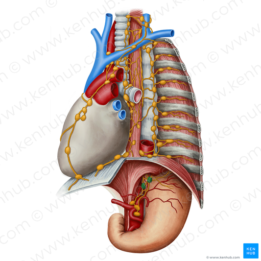 Left gastric lymph nodes (#6996)