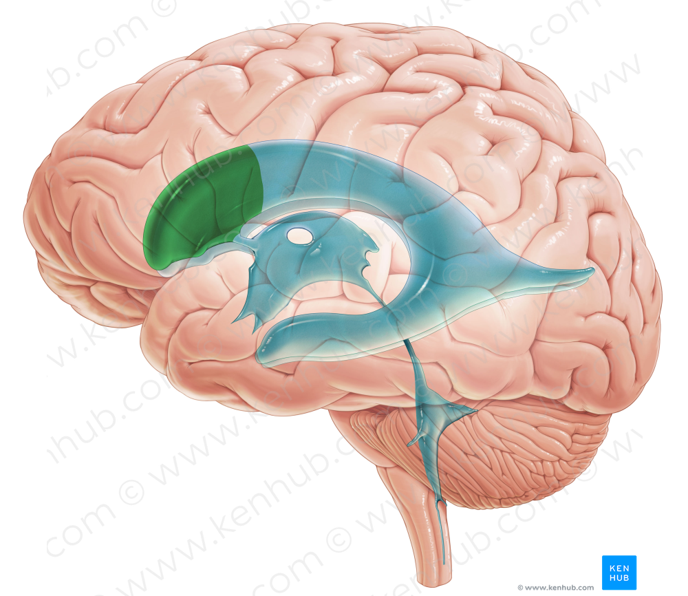 Frontal horn of lateral ventricle (#2855)