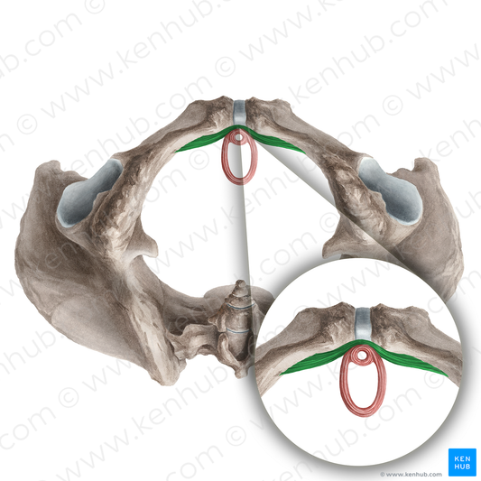 Compressor urethrae muscle (#21251)