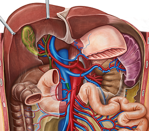 Middle colic vein (#10118)