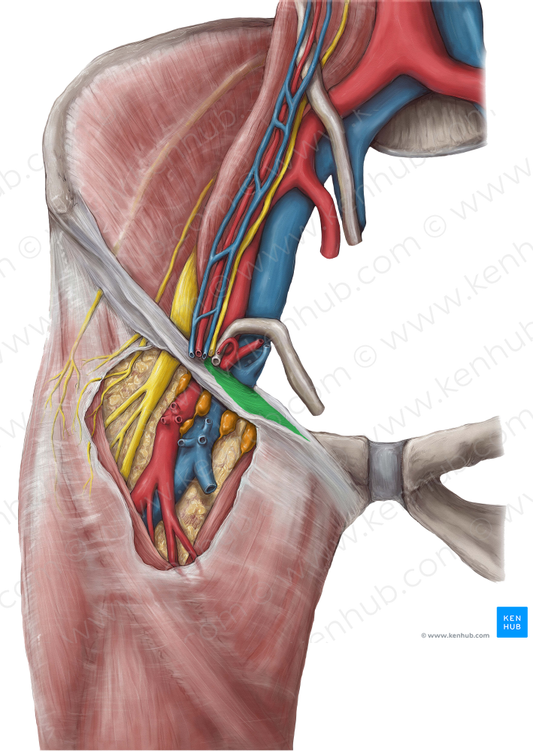 Lacunar ligament (#4564)