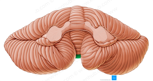 Tuber of vermis (#20129)