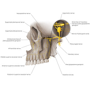 Nerves of pterygopalatine fossa (English)