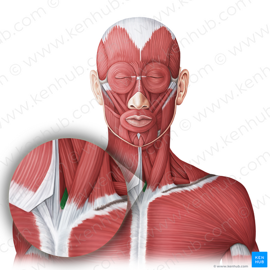 Sternothyroid muscle (#20025)
