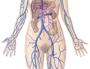 Ulnar veins (#10662)