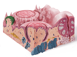 Fungiform papilla (#7632)