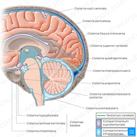 Subarachnoid cisterns of the brain (Sagittal) (Latin)