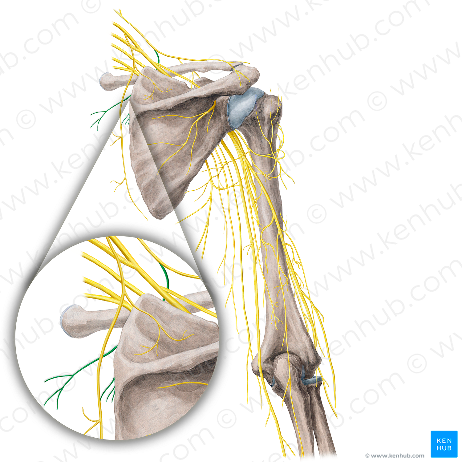 Medial supraclavicular nerves (#21769)