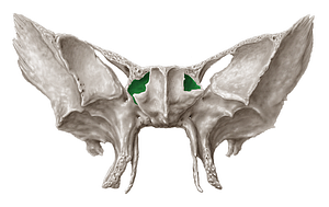 Sphenoidal sinus (#9060)