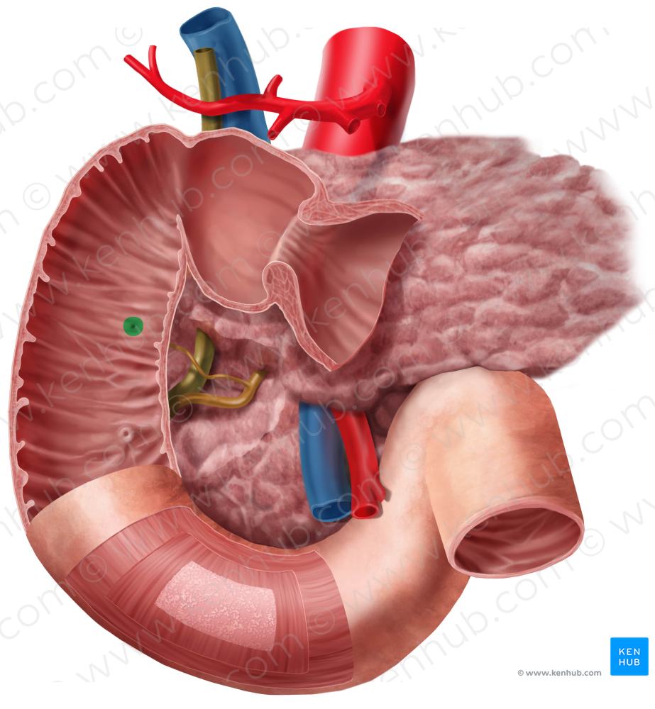 Minor duodenal papilla (#7623)