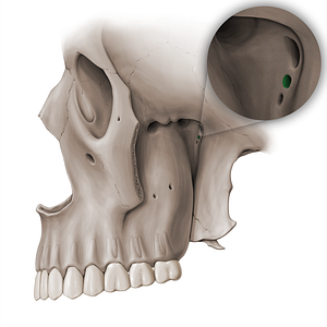 Pterygoid canal (#18473)